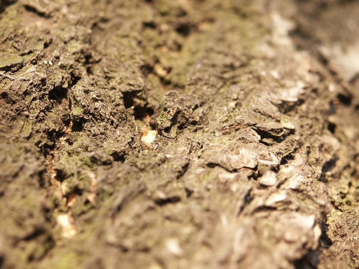 timber skin